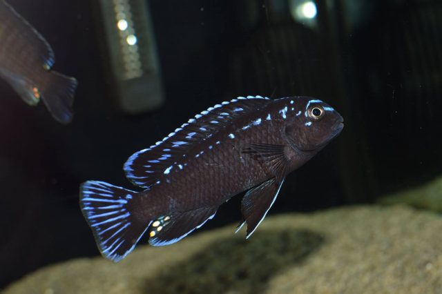 Pseudotropheus interruptus