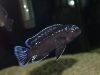 Pseudotropheus interruptus