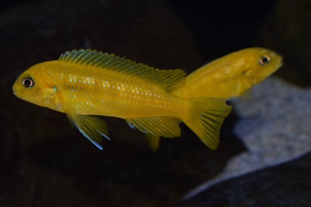Pseudotropheus interruptus (samice)
