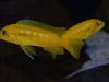 Pseudotropheus interruptus (samice)