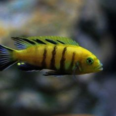 Cynotilapia sp. ‚lion‘
