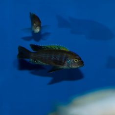 Cynotilapia aurifrons