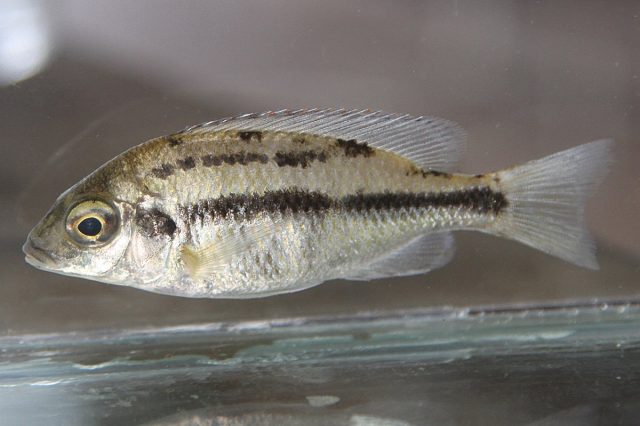 Protomelas taeniolatus (samice)