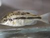 Protomelas taeniolatus (samice)