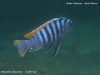 Metriaclima pyrsonotos Kambiri Reef (samec)