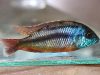 Protomelas taeniolatus (samec)