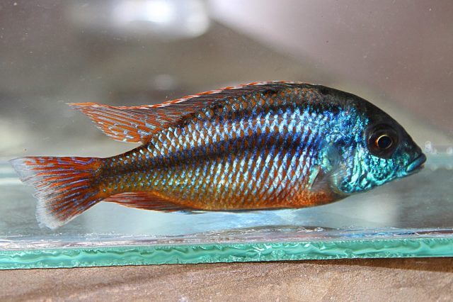 Protomelas taeniolatus (samec)
