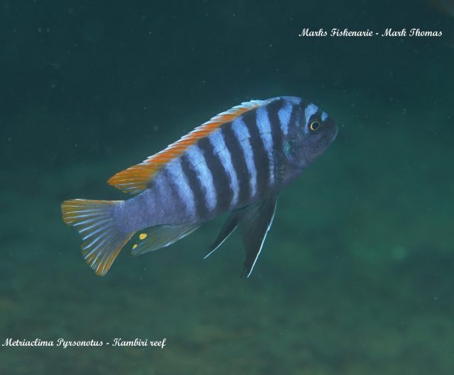 Metriaclima pyrsonotos Kambiri Reef (samec)