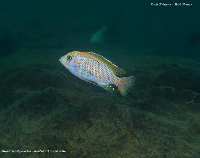 Metriaclima pyrsonotos Kambiri Reef (O samec)