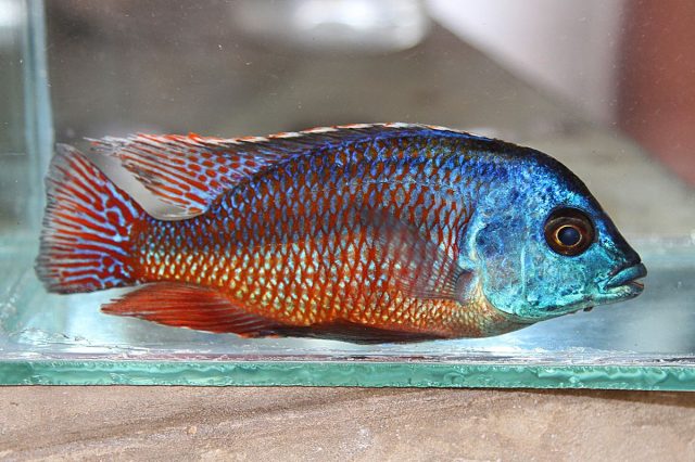 Protomelas taeniolatus