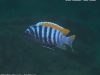 Metriaclima pyrsonotos Kambiri Reef (samec)