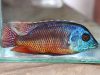 Protomelas taeniolatus