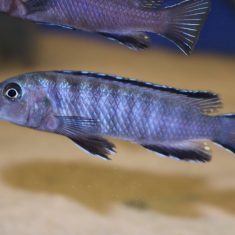 Tropheops kamtambo