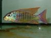 Lethrinops marginatus (samec)