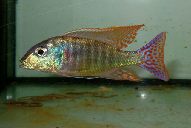 Lethrinops marginatus (samec)