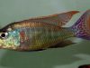 Lethrinops marginatus