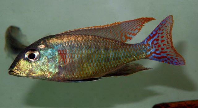 Lethrinops marginatus