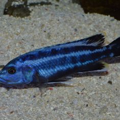 Melanochromis kaskazini