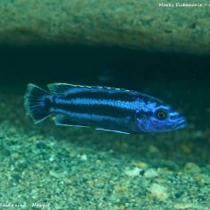 Melanochromis kaskazini