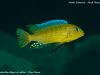Metriaclima sp. ,kingsizei lupingu‘