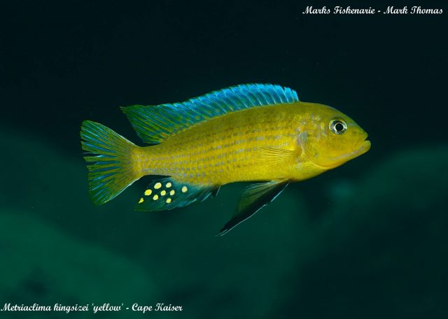 Metriaclima sp. ,kingsizei lupingu&#8216;
