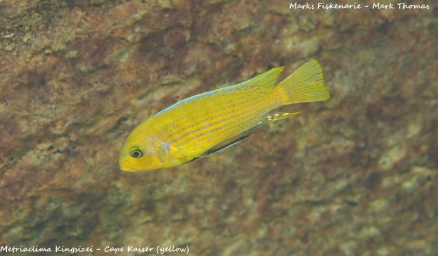 Metriaclima sp. ,kingsizei lupingu' (samec)
