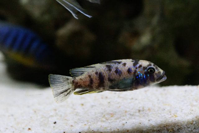 Metriaclima fainzilberi Kirondo (OB samice)