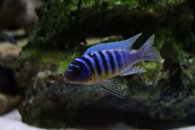 Metriaclima fainzilberi Kirondo (samec)