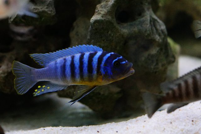 Metriaclima fainzilberi