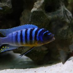 Metriaclima fainzilberi