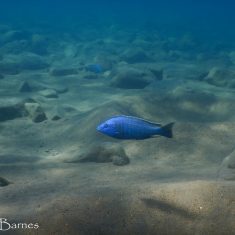 Dimidiochromis kiwinge