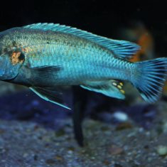 Melanochromis lepidiadaptes