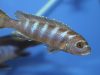 Metriaclima sp. ,elongatus linganjala’ (samice)