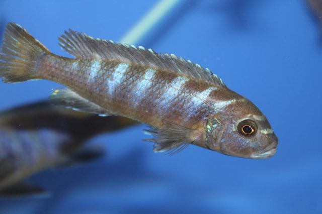 Metriaclima sp. ,elongatus linganjala’ (samice)