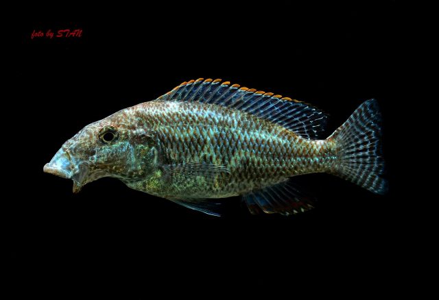 Nimbochromis linni (samec)