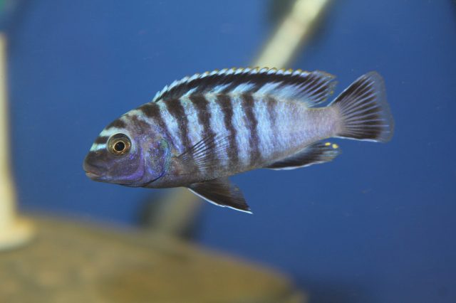 Chindongo minutus Lion's Cove (samec)