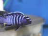 Chindongo minutus