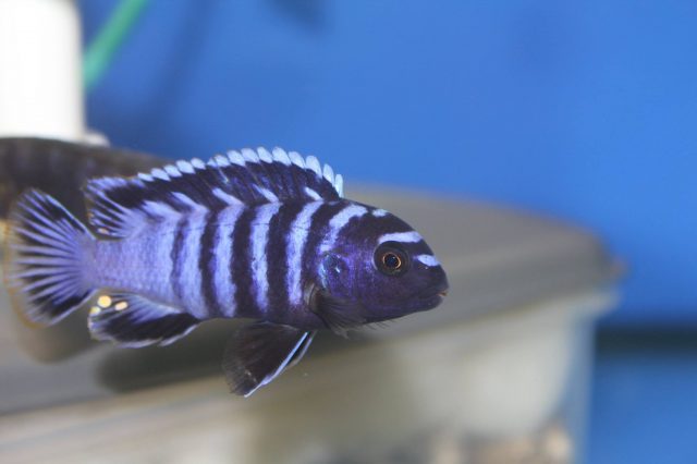 Chindongo minutus