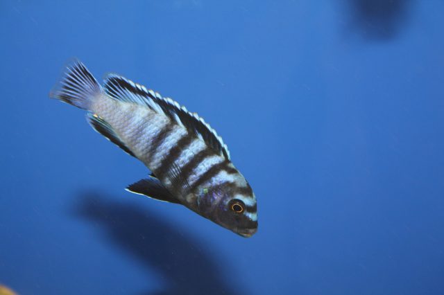 Chindongo minutus Lion's Cove (samec)
