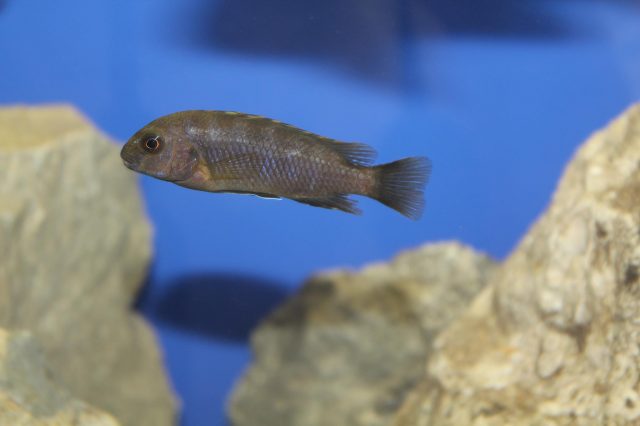 Chindongo minutus Lion's Cove (samice)