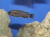 Chindongo minutus Lion's Cove (samice)