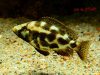 Nimbochromis livingstonii (samice)