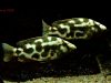 Nimbochromis livingstonii (samice)