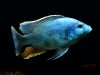 Nimbochromis livingstonii (samec)