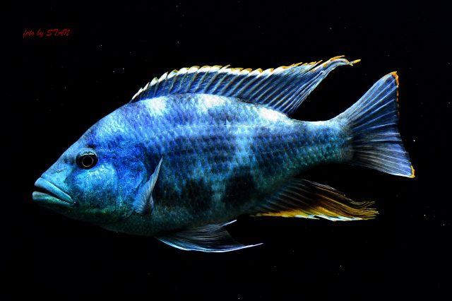 Nimbochromis livingstonii