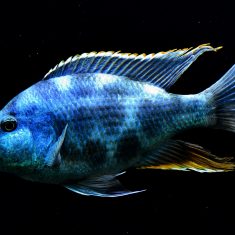 Nimbochromis livingstonii