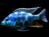 Nimbochromis livingstonii