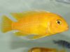 Metriaclima lombardoi