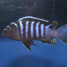 Cynotilapia zebroides