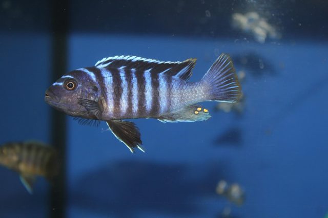 Cynotilapia zebroides (samec)
